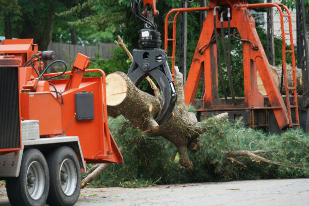 Best Grass Overseeding  in Oak Hills, CA