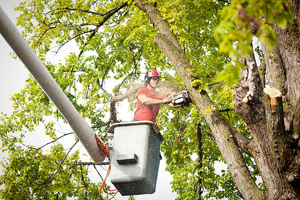 How Our Tree Care Process Works  in  Oak Hills, CA